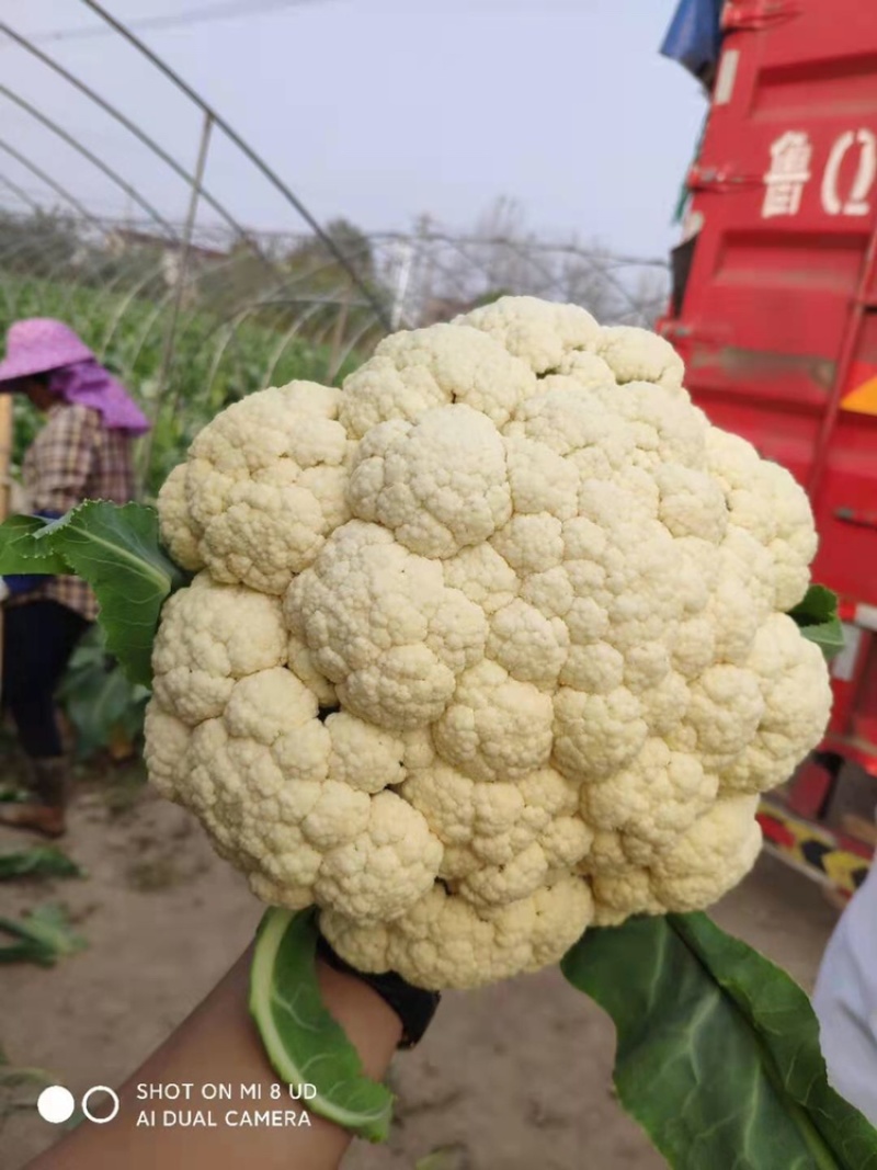 有机花菜一等货够白够大，大量供应，蔬菜基地直销