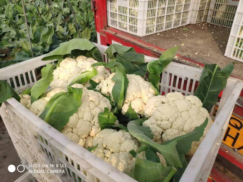 有机花菜一等货够白够大，大量供应，蔬菜基地直销