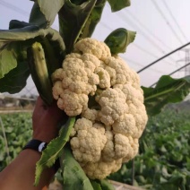 有机花菜一等货够白够大，大量供应，蔬菜基地直销