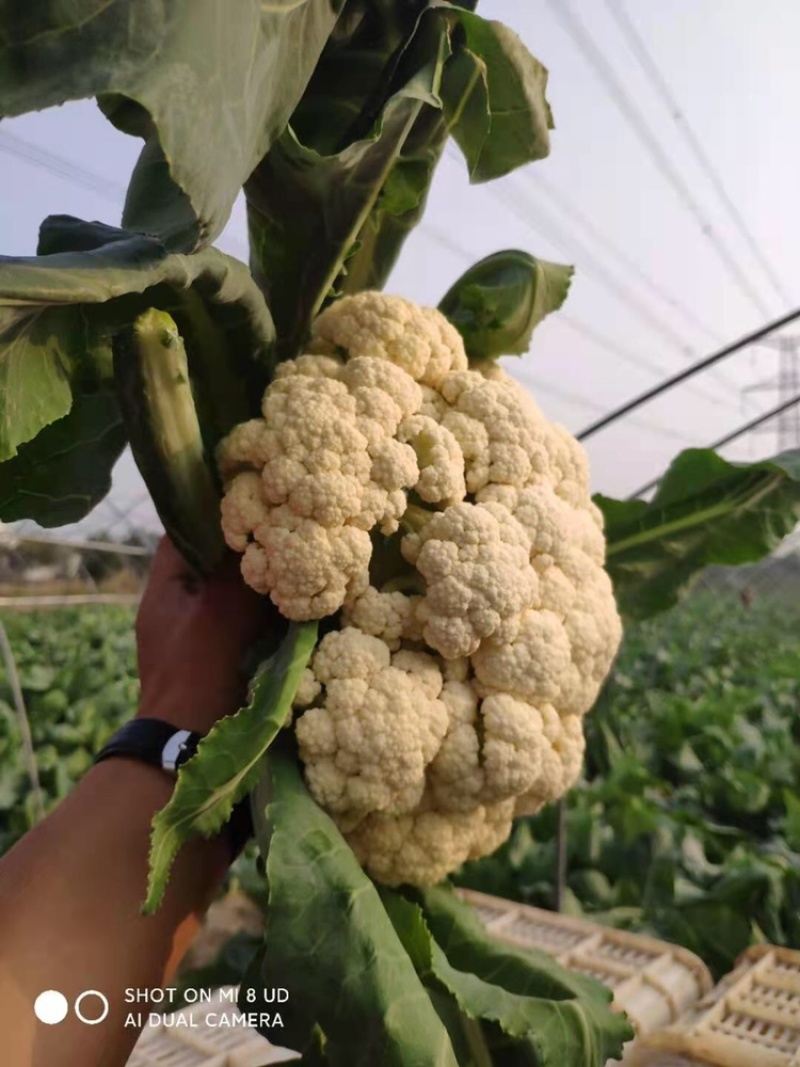 有机花菜一等货够白够大，大量供应，蔬菜基地直销