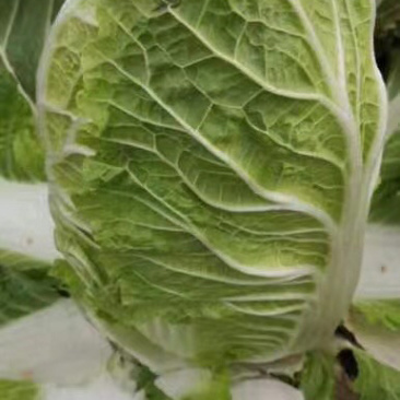 万亩黄心大白菜上市了………………………………