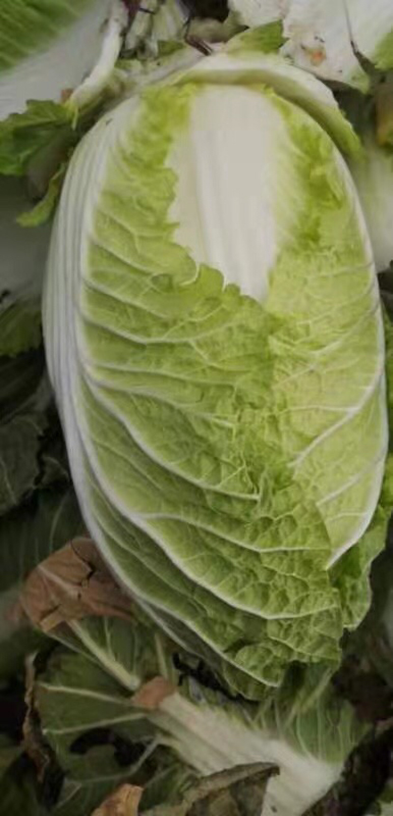 万亩黄心大白菜上市了………………………………