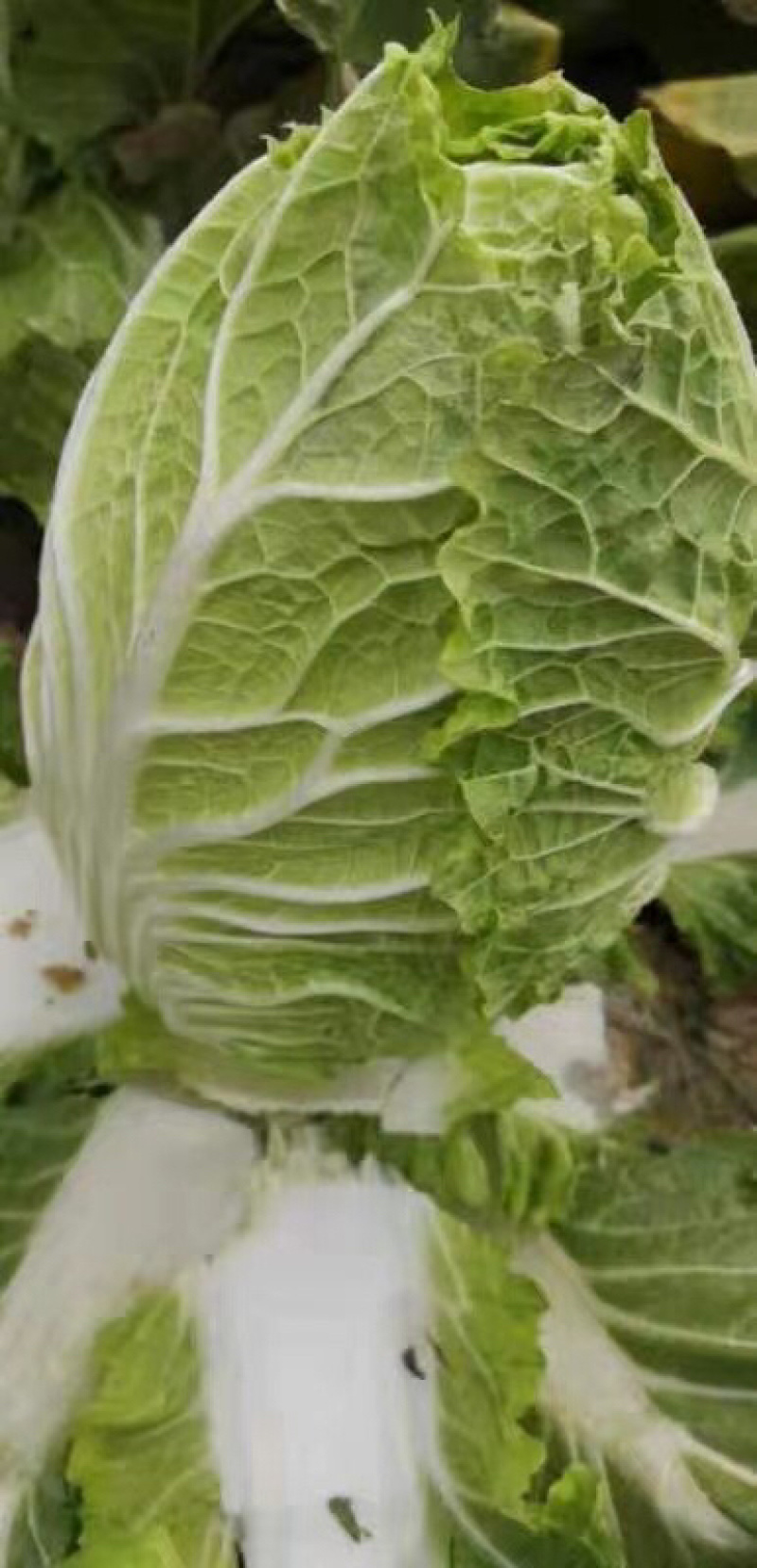 万亩黄心大白菜上市了………………………………