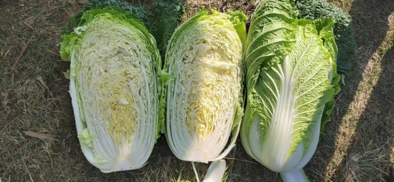 万亩黄心大白菜上市了………………………………