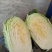 万亩黄心大白菜上市了………………………………