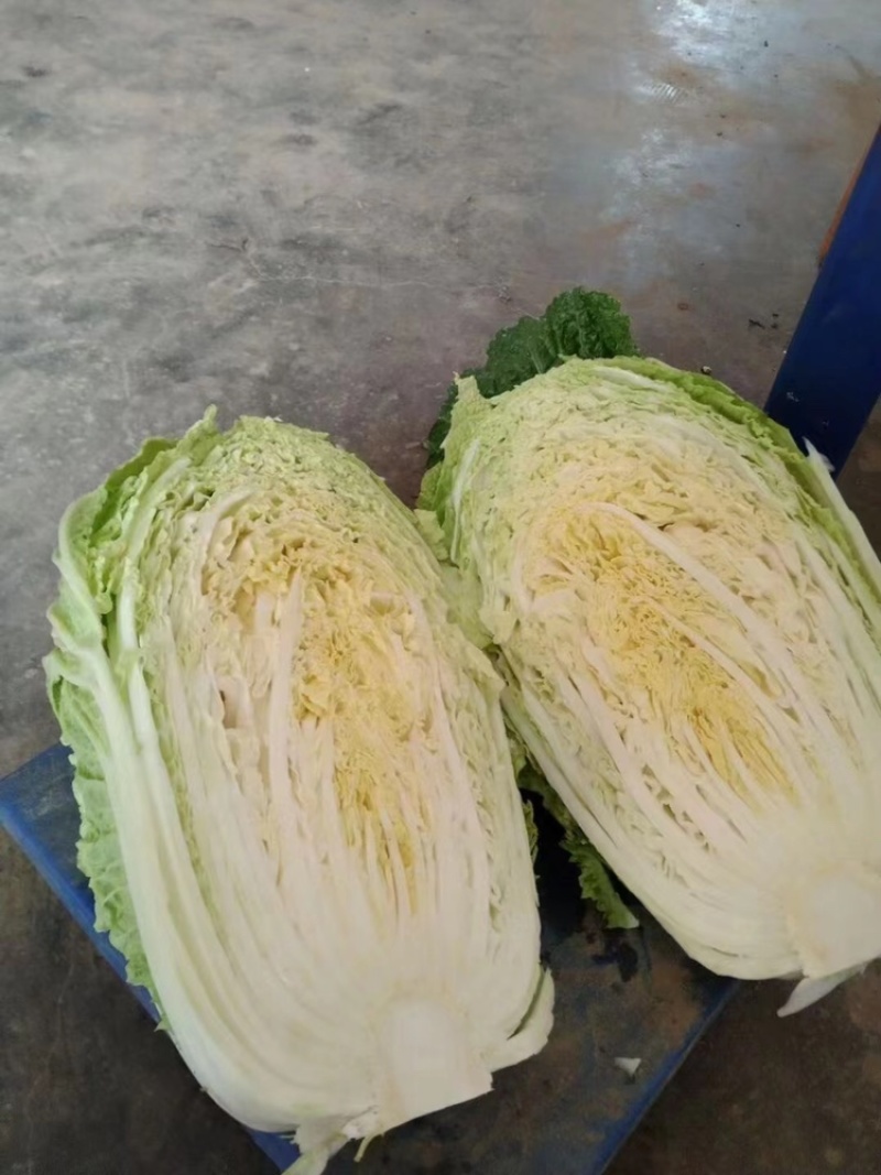万亩黄心大白菜上市了………………………………