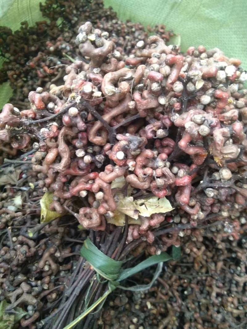万寿果【包邮】三斤起发货可批量可零售量大从优