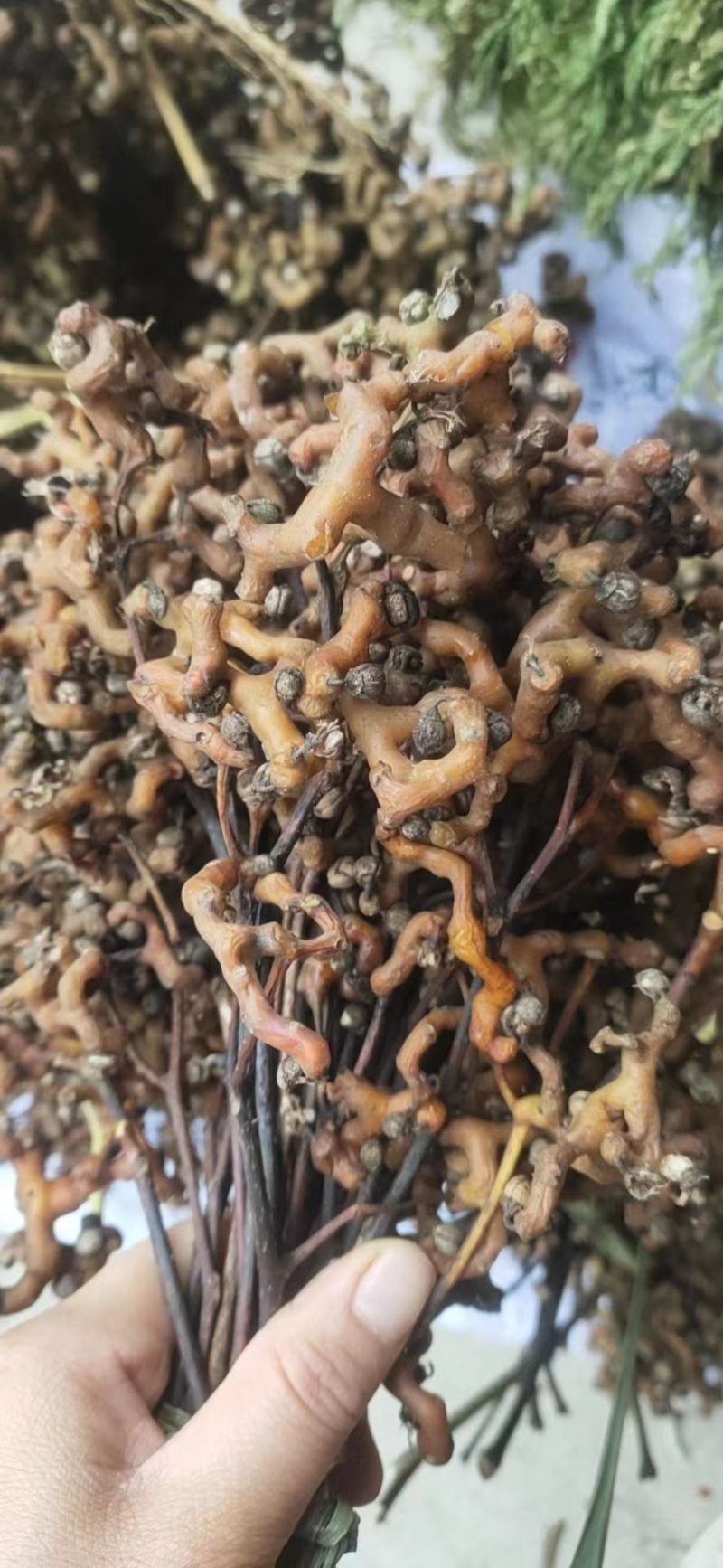 万寿果【包邮】三斤起发货可批量可零售量大从优