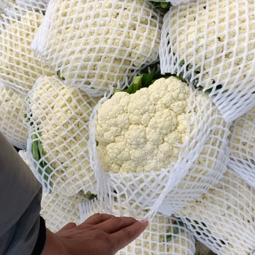 【实力推荐】有机花菜，青梗花菜，散花供应各大市场，