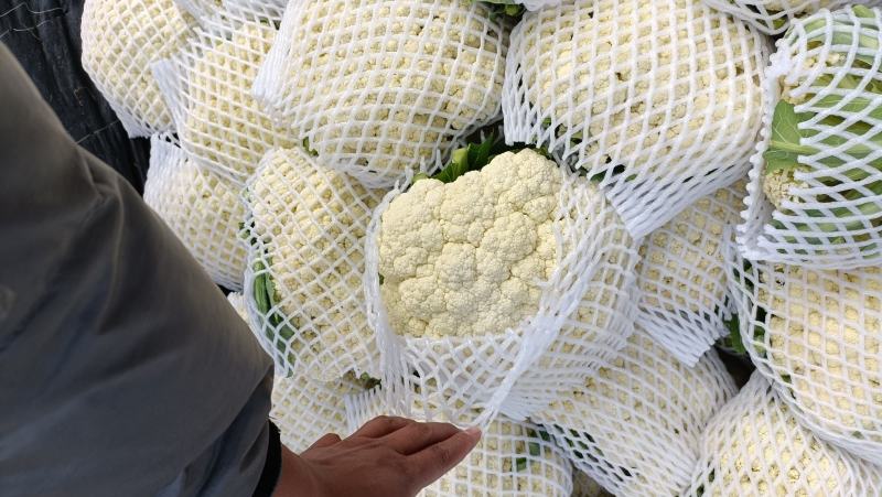 【实力推荐】有机花菜，青梗花菜，散花供应各大市场，