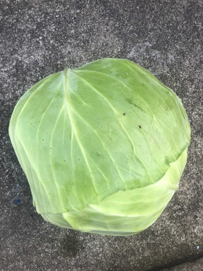奥奇纳扁包上市啰………………………………………………