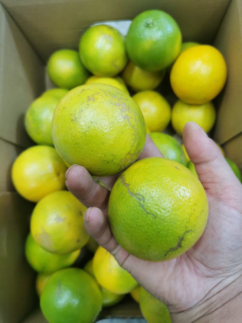 褚橙高原王子花斑果冰糖橙甘甜化渣整车和散货可发各地