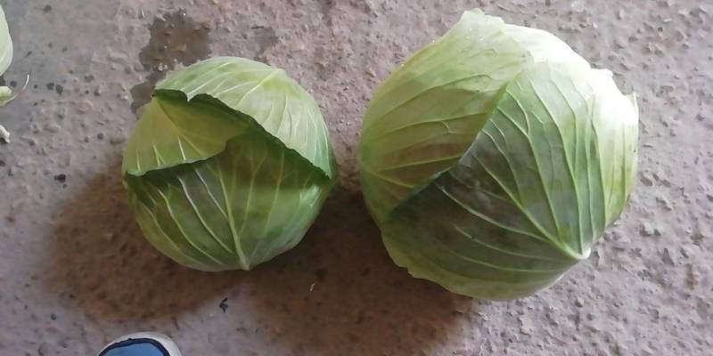 湖北扁包菜圆包菜基地供应各种包装自选欢迎至电