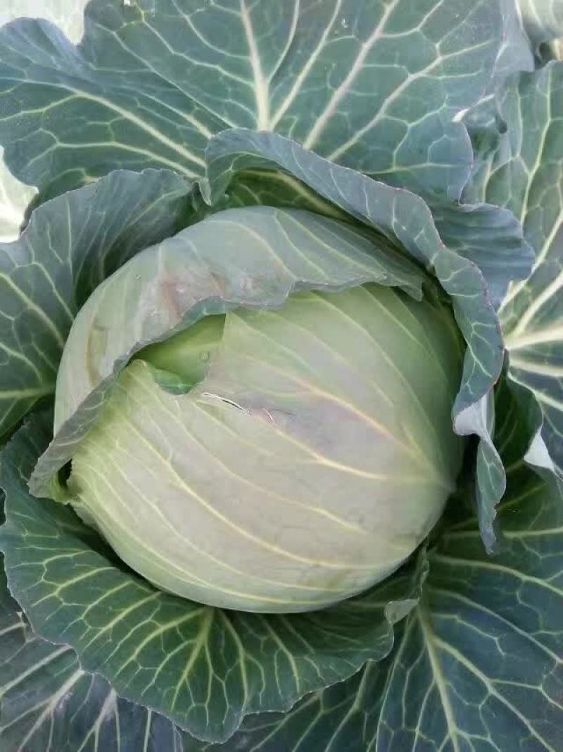 湖北扁包菜圆包菜基地供应各种包装自选欢迎至电