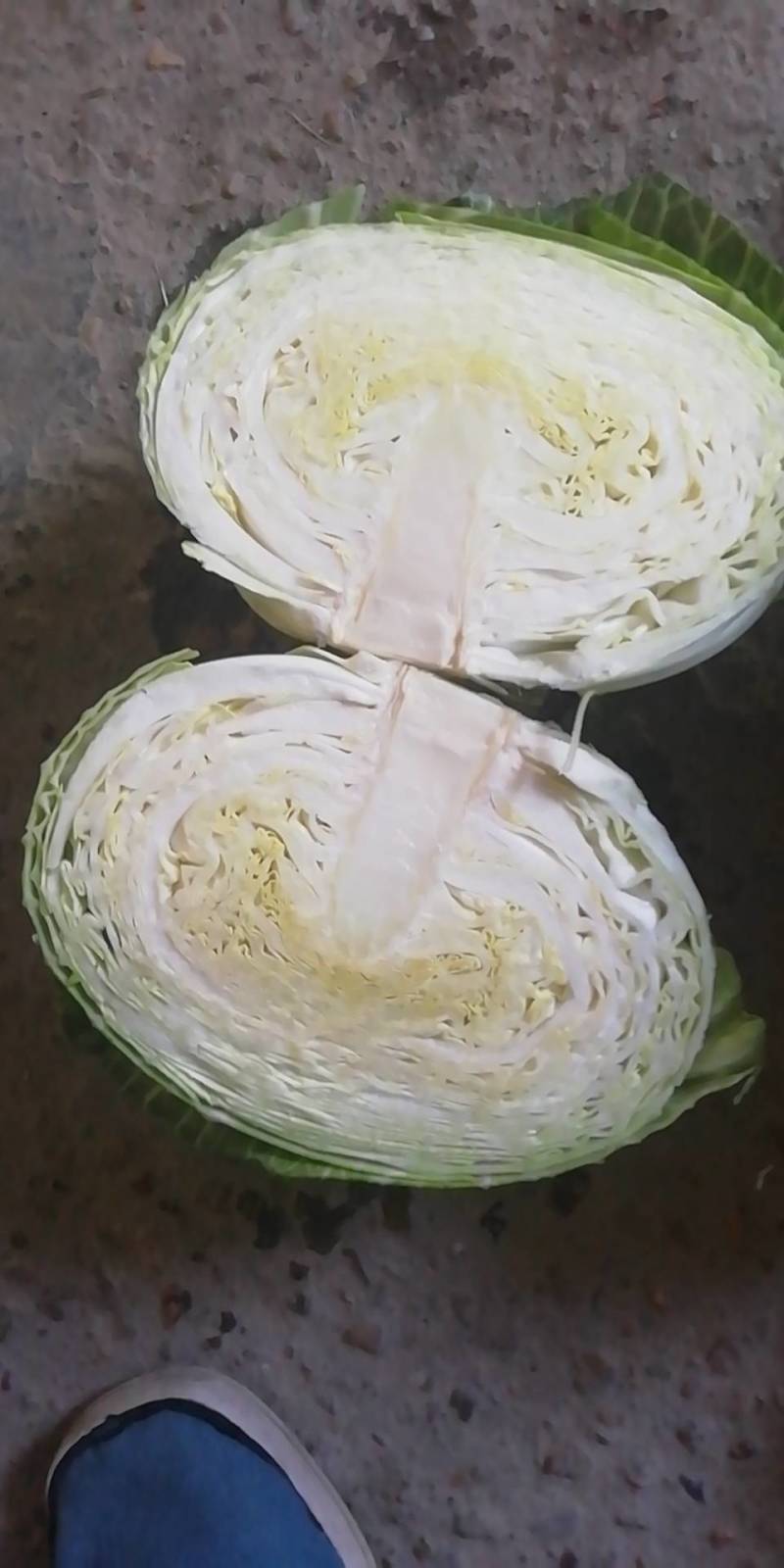 湖北扁包菜圆包菜基地供应各种包装自选欢迎至电