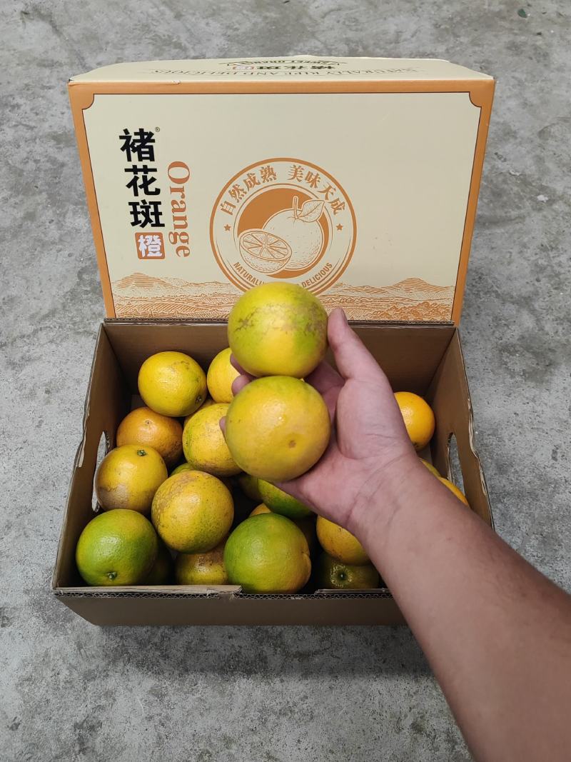 褚橙高原王子花斑果冰糖橙甘甜化渣整车和散货可发各地