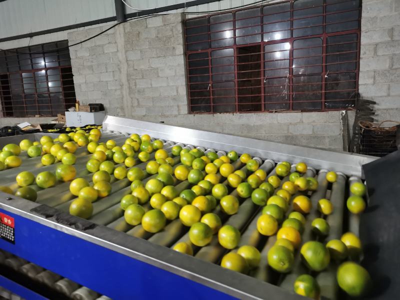 褚橙高原王子花斑果冰糖橙甘甜化渣整车和散货可发各地