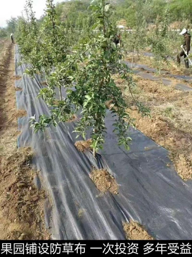 防草布抑草布除草地布