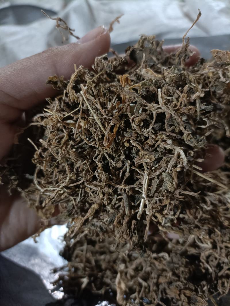 垂盆草新货颜色好货干供应各种中药材