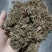 鹅不食草新货颜色好货干供应各种中药材