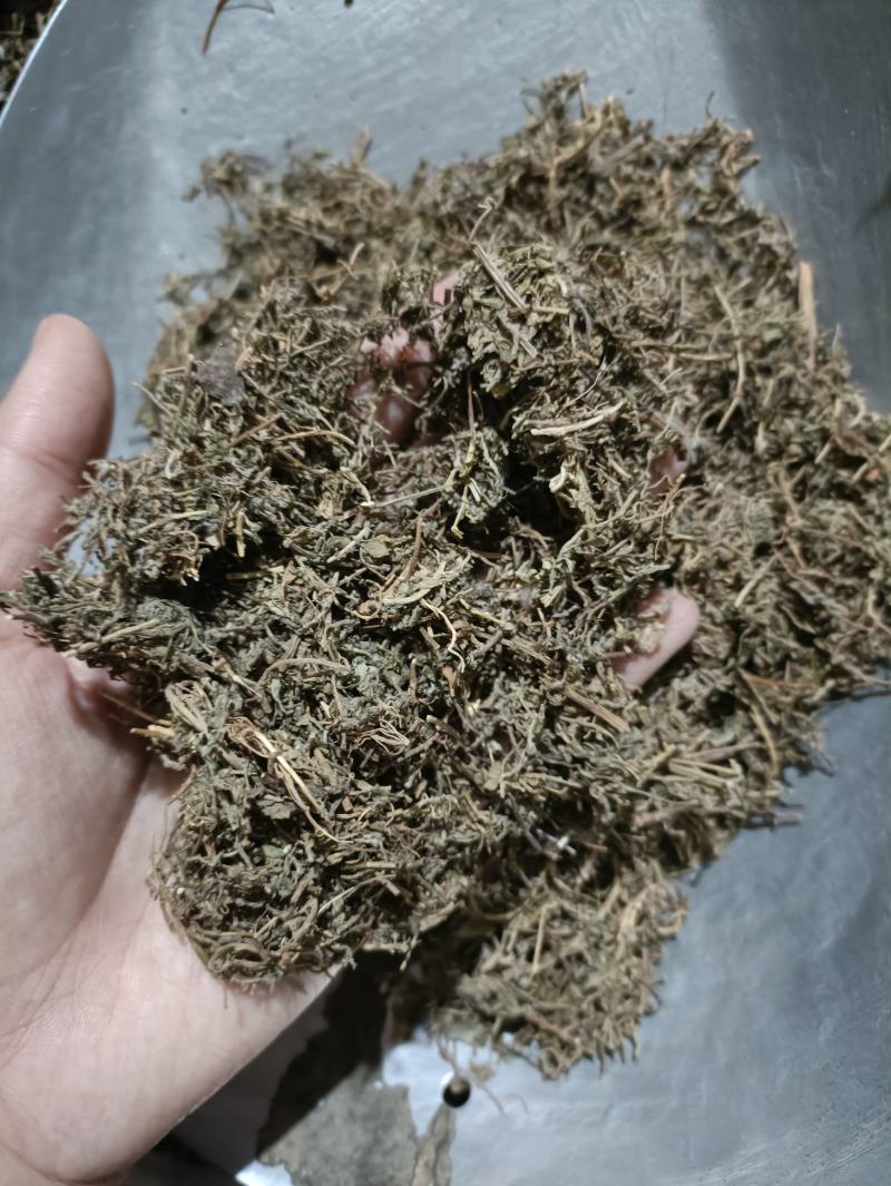 鹅不食草新货颜色好货干供应各种中药材
