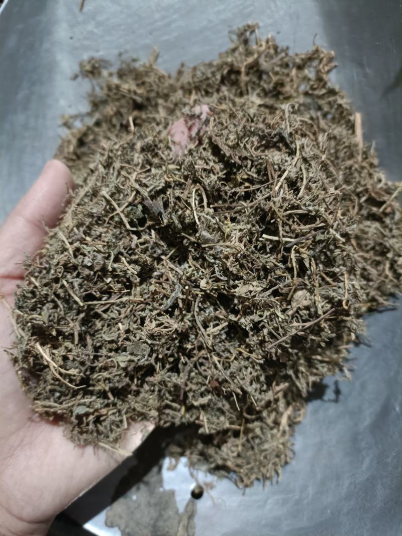 鹅不食草新货颜色好货干供应各种中药材
