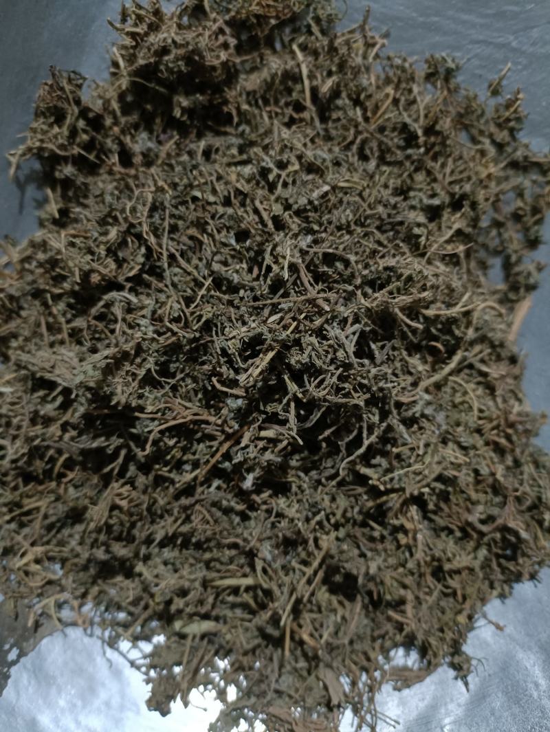 鹅不食草新货颜色好货干供应各种中药材