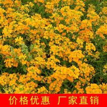 七里黄种子秋冬季播种七里黄种子绿化耐寒黄色花海花卉种子
