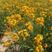 七里黄种子秋冬季播种七里黄种子绿化耐寒黄色花海花卉种子