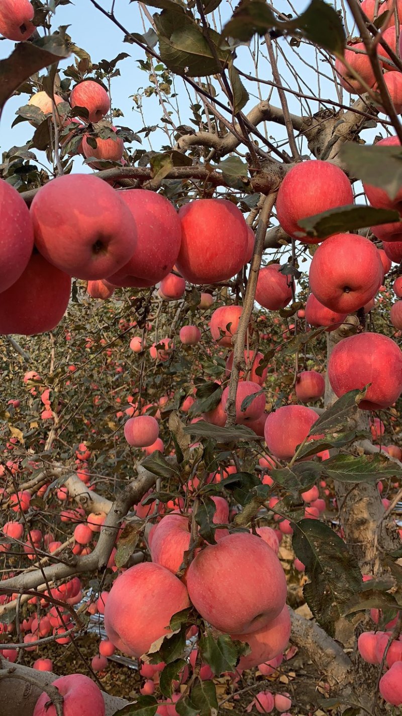 特级鲜水果红富士苹果脆甜条红片苹果脆甜可口多汁美味