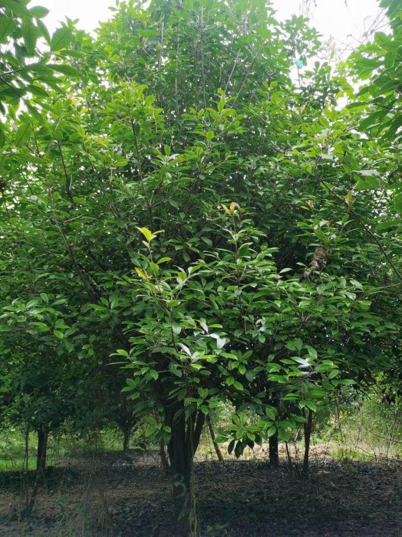 河南大量供应精品红叶石楠树2---5米冠