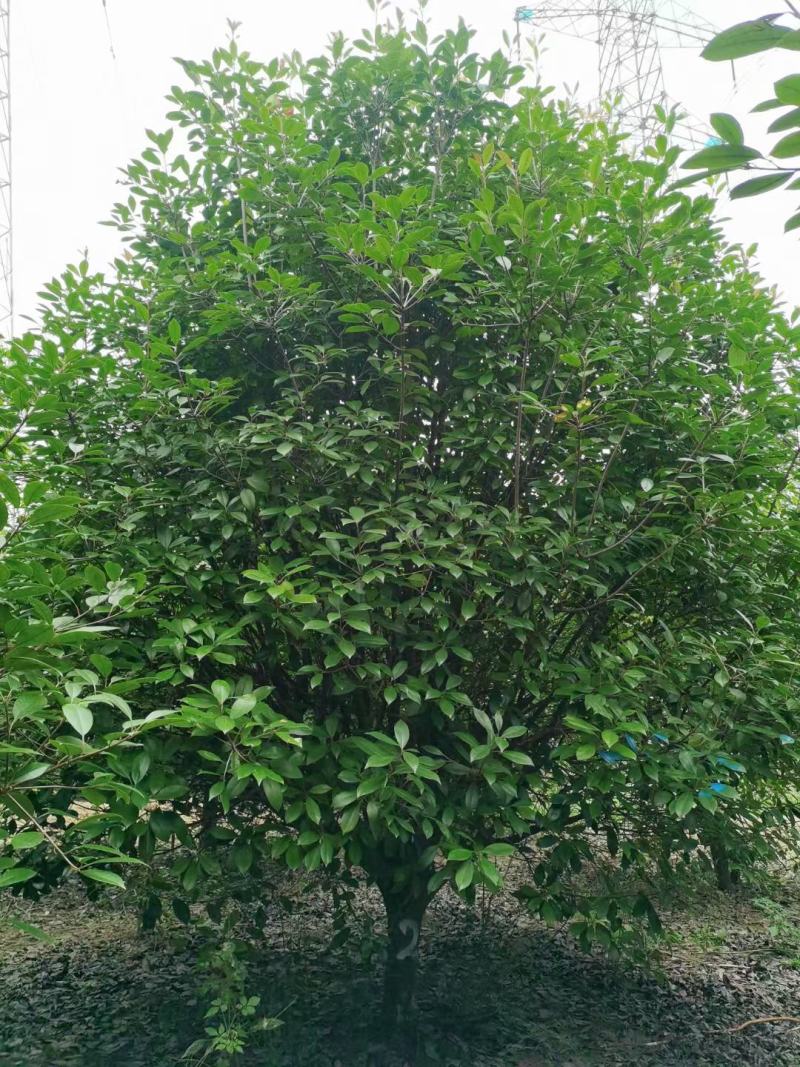 河南大量供应精品红叶石楠树2---5米冠