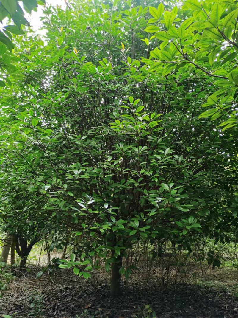 河南大量供应精品红叶石楠树2---5米冠