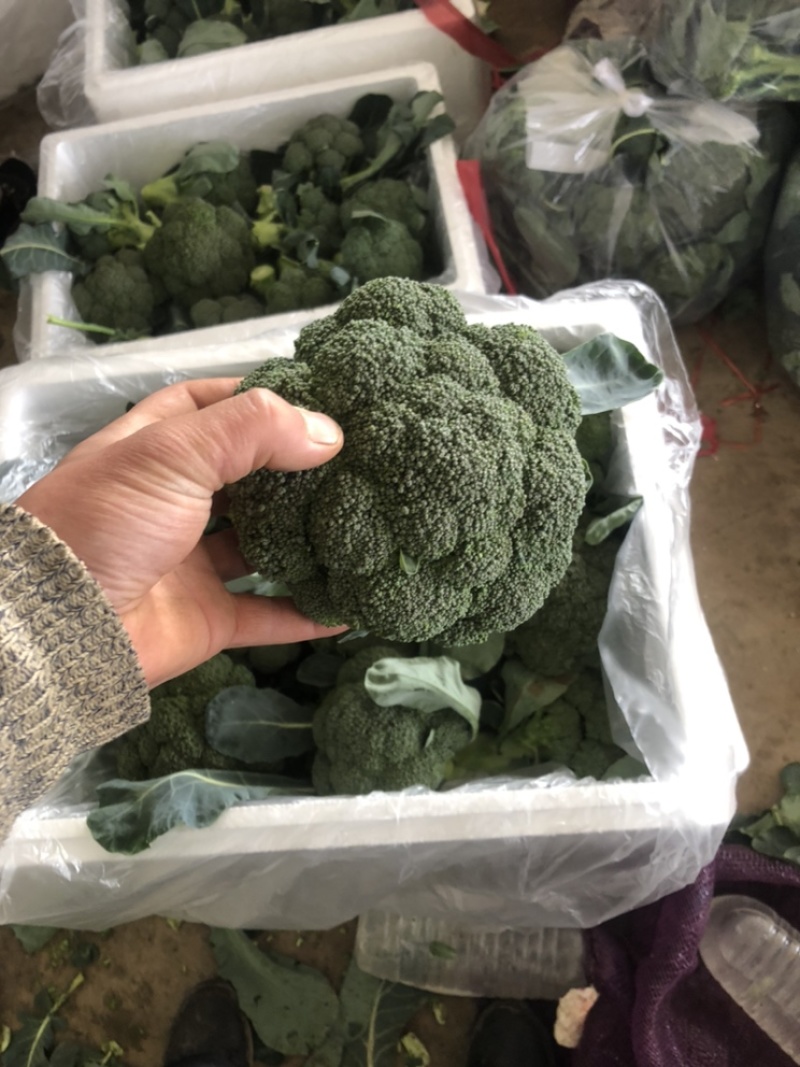 精品西兰花大量有货，需要的可以联系