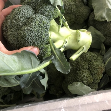 精品西兰花大量有货，需要的可以联系