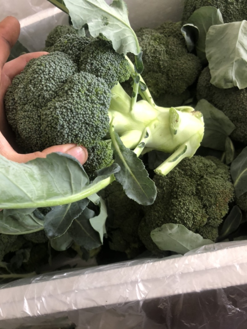 精品西兰花大量有货，需要的可以联系