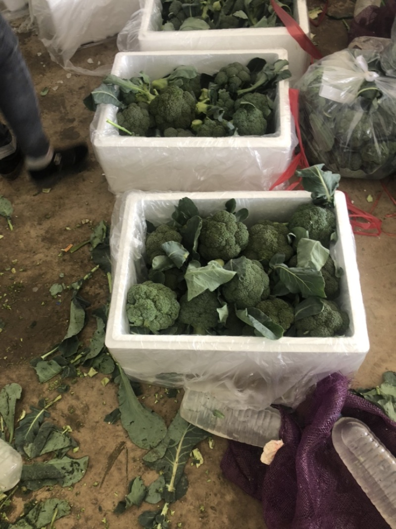 精品西兰花大量有货，需要的可以联系