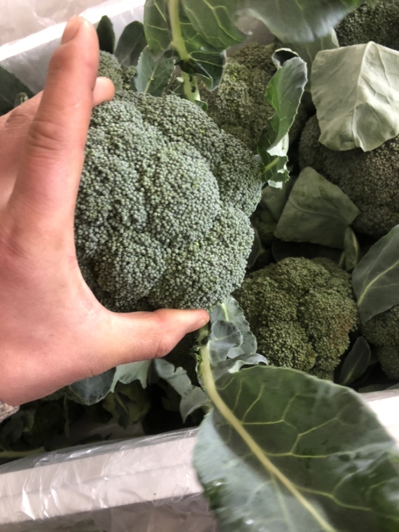 精品西兰花大量有货，需要的可以联系