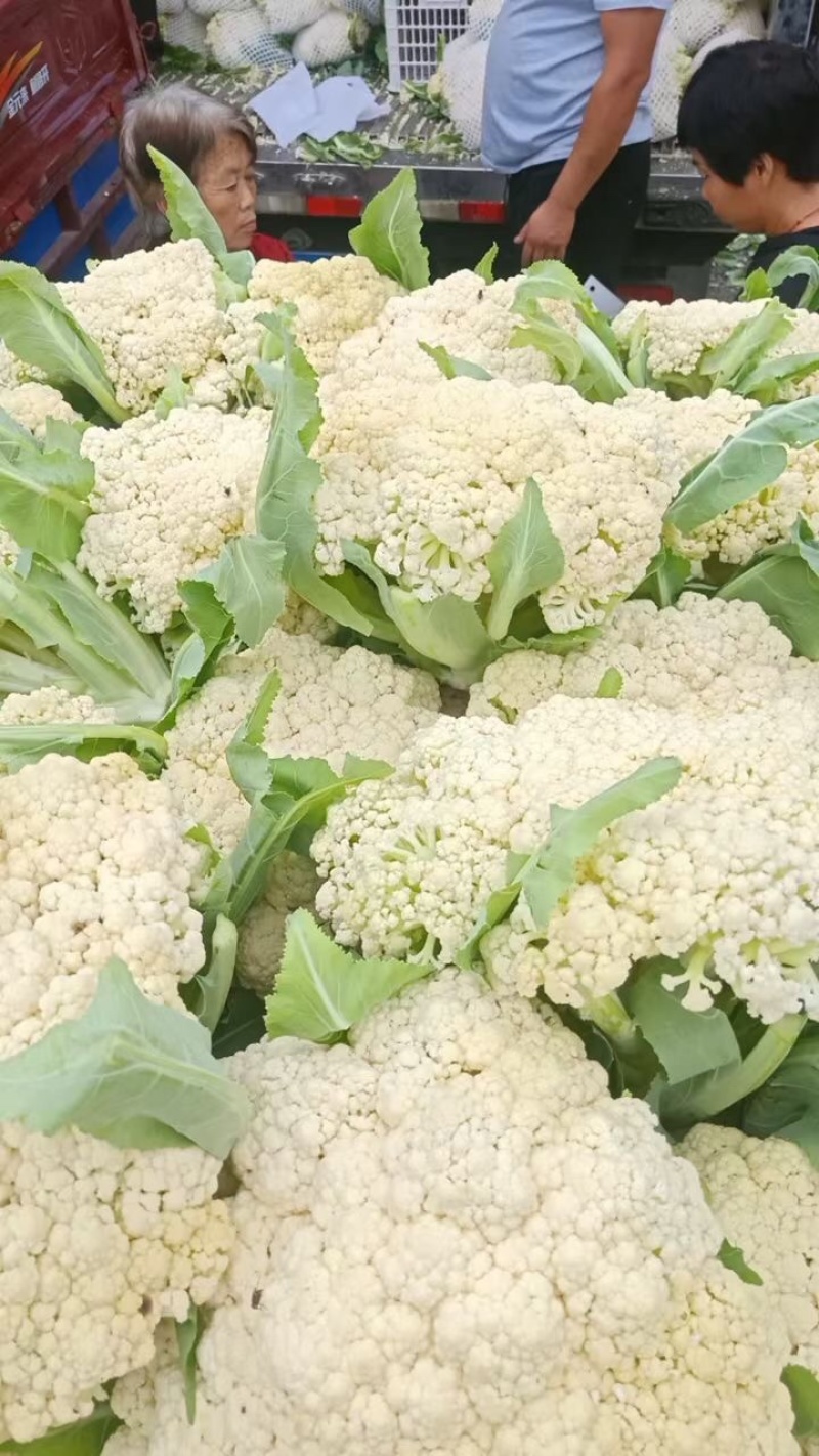 精品松花大量上市，需要的可以联系