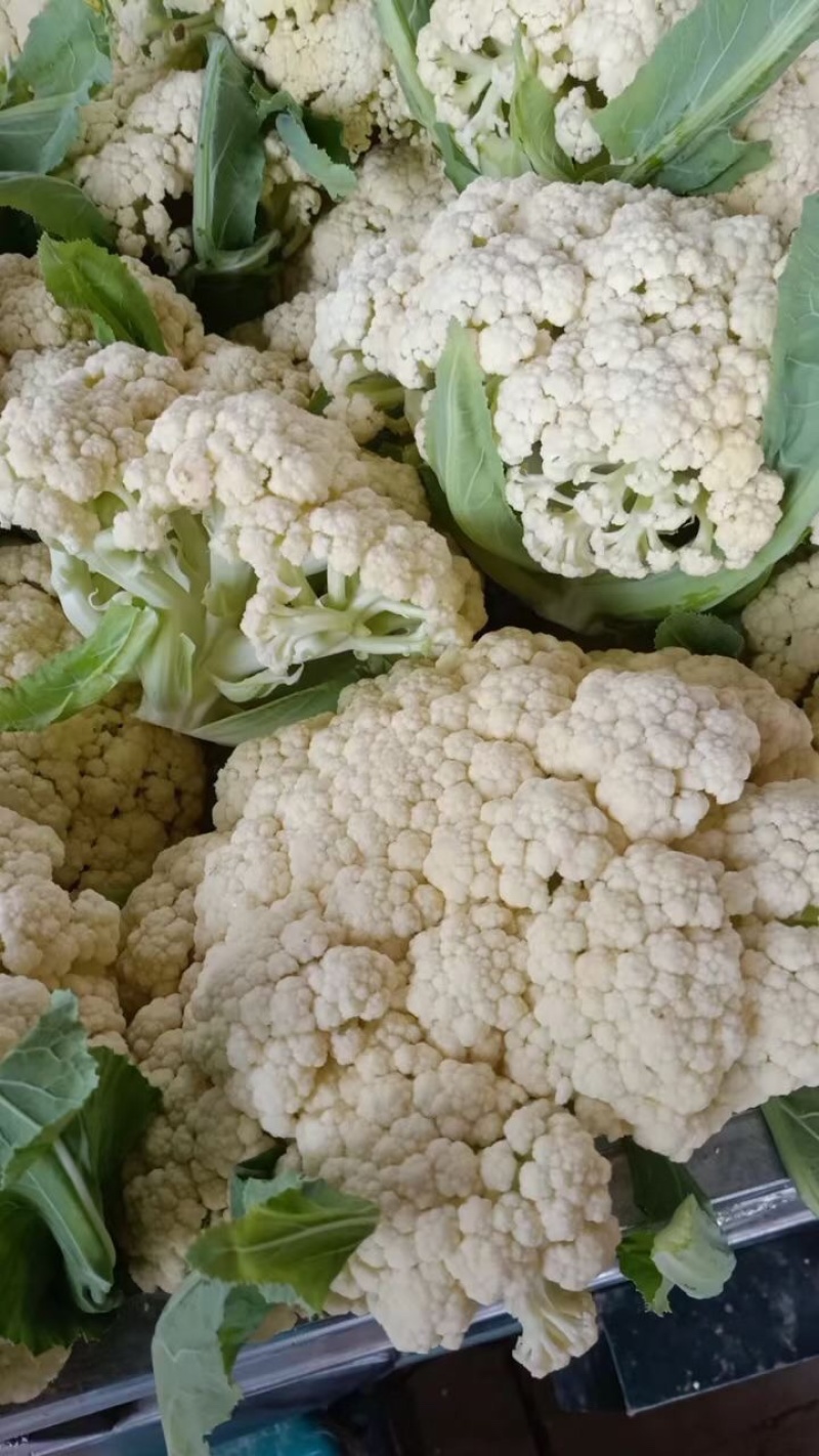精品松花大量上市，需要的可以联系