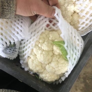 精品松花大量上市，需要的可以联系