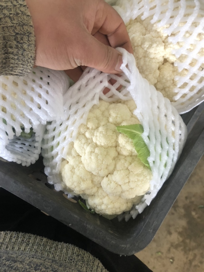 精品松花大量上市，需要的可以联系