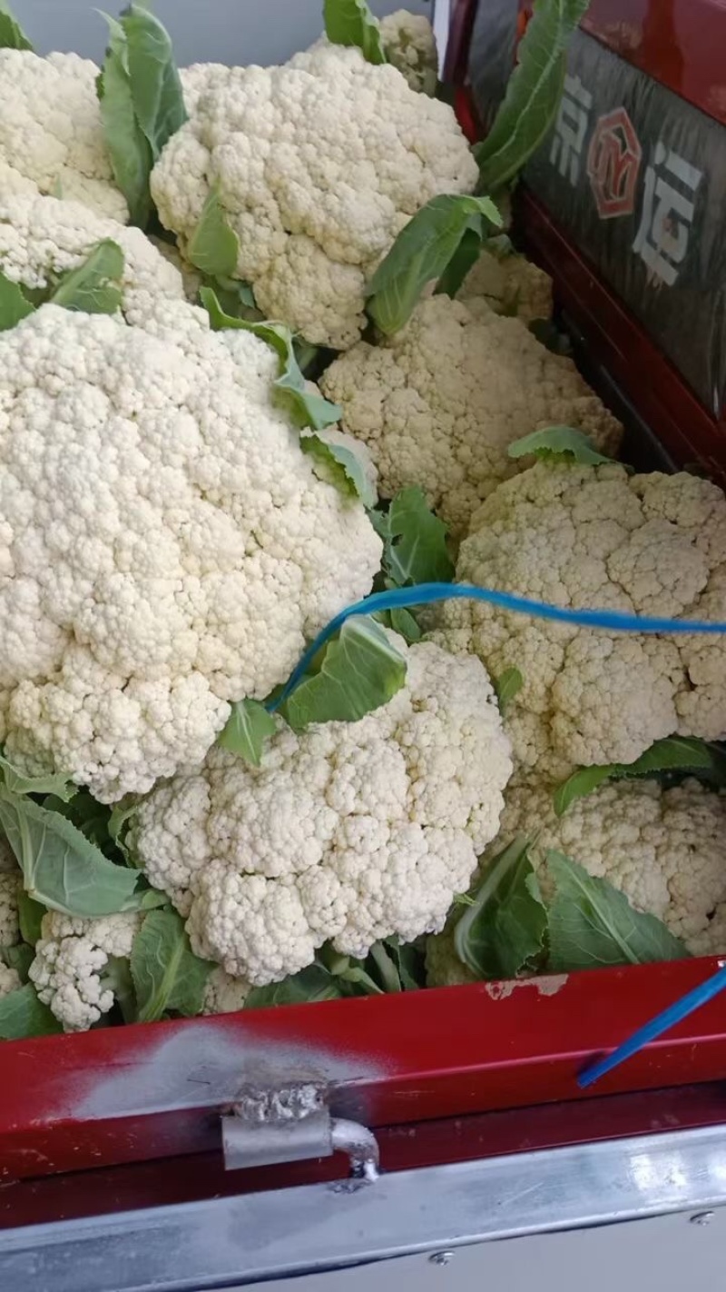 精品松花大量上市，需要的可以联系