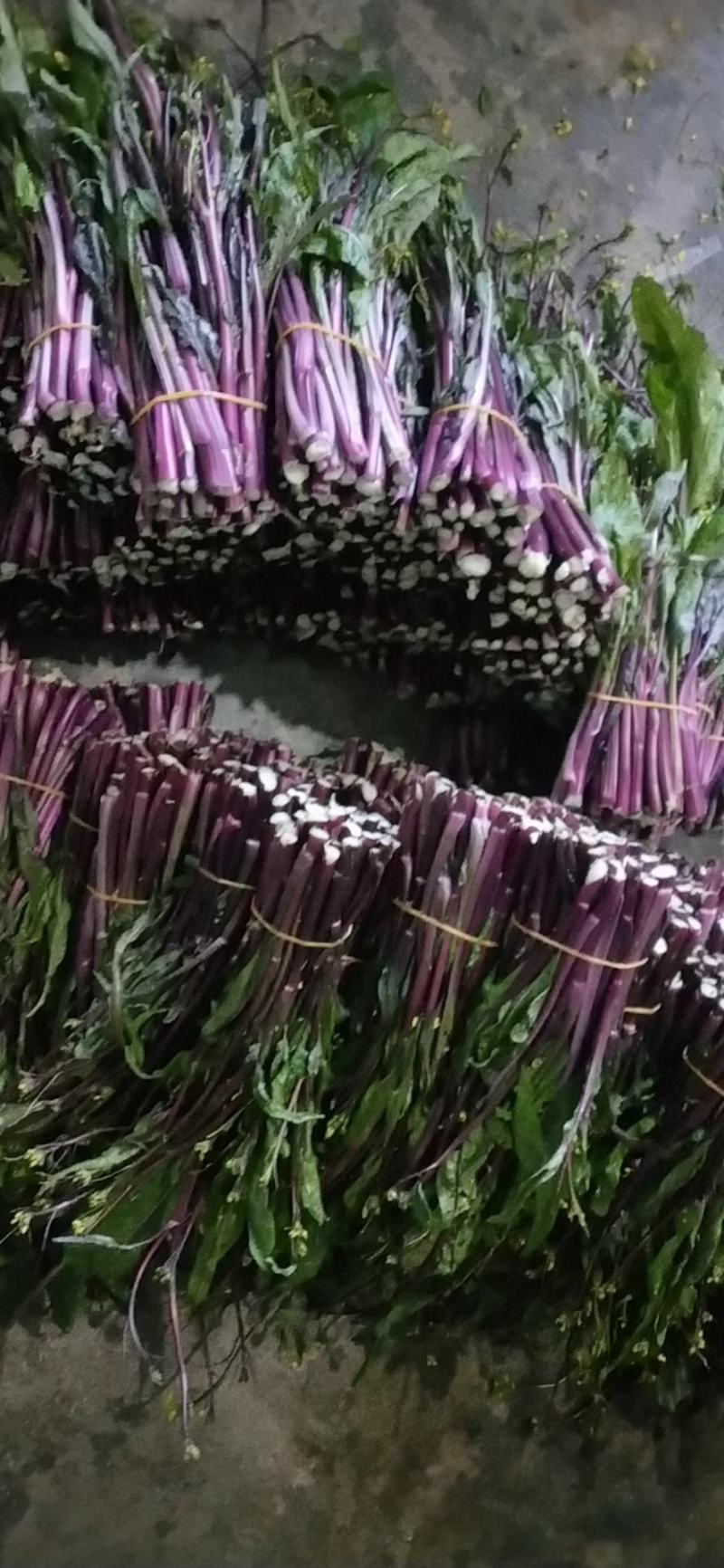 贵州红菜苔