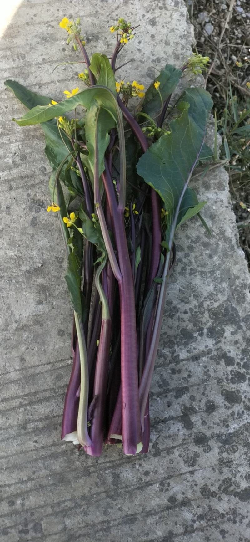 贵州红菜苔