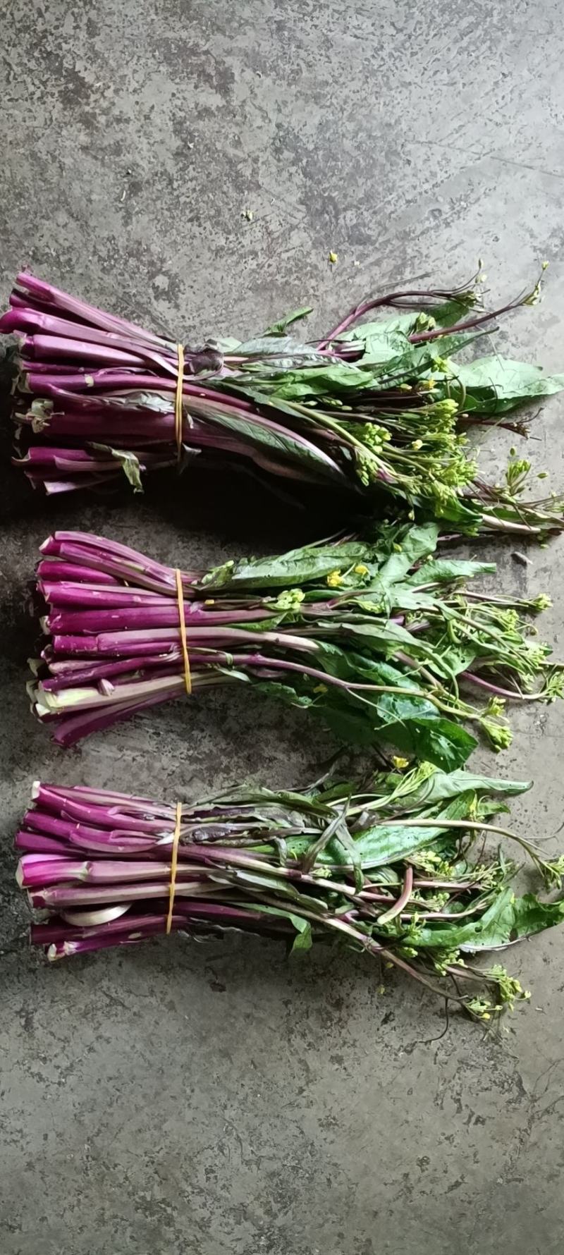 贵州红菜苔