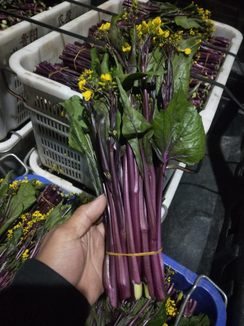 贵州红菜苔
