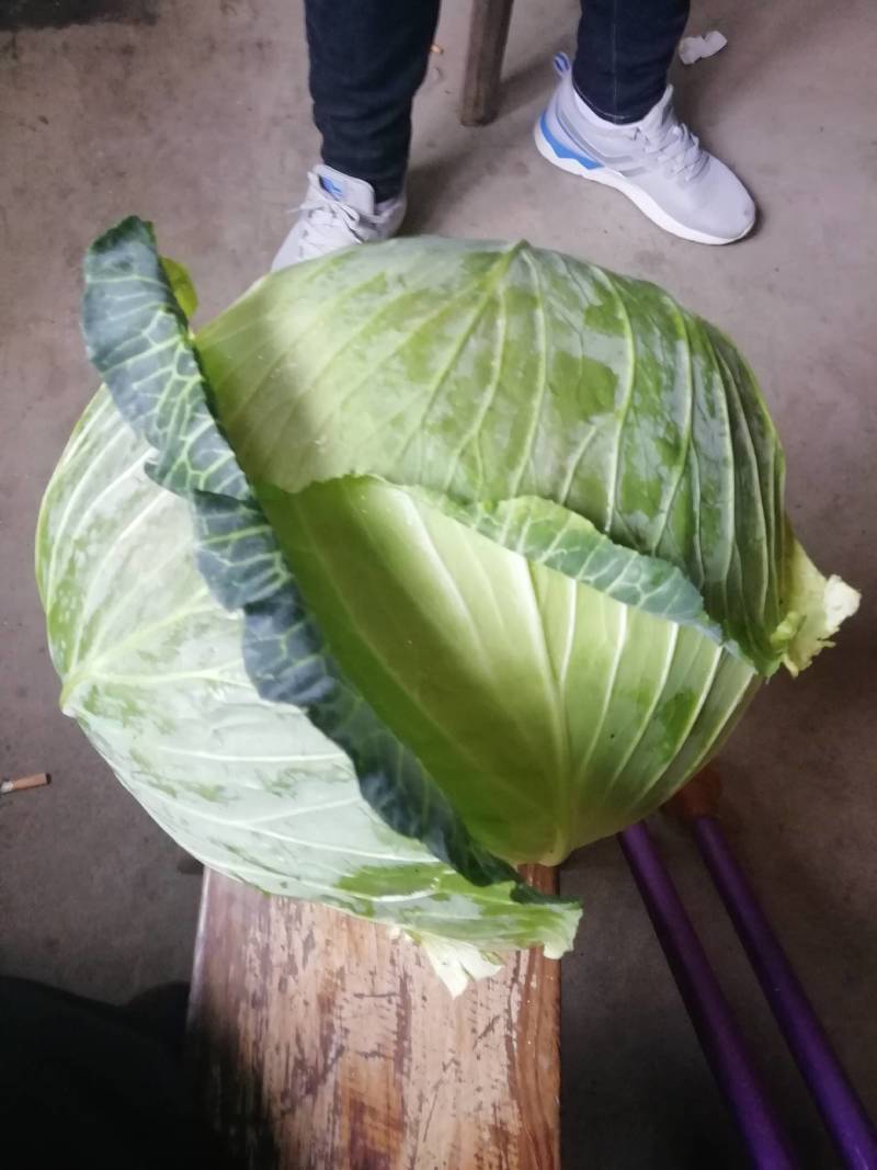 湖北扁包菜圆包菜基地供应各种包装自选欢迎至电