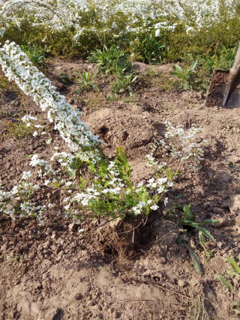 雪柳植物喷雪花苗盆栽花卉绿植珍珠梅绣线菊庭院大苗雪柳叶鲜