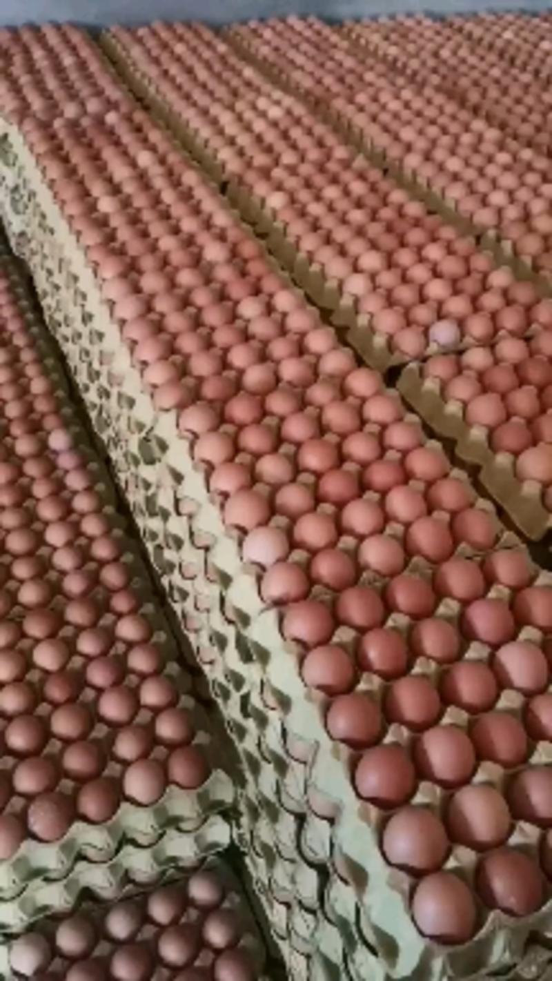 长期大量供应红皮褐壳精品洋鸡蛋，新鲜无抗大中小码现货出售